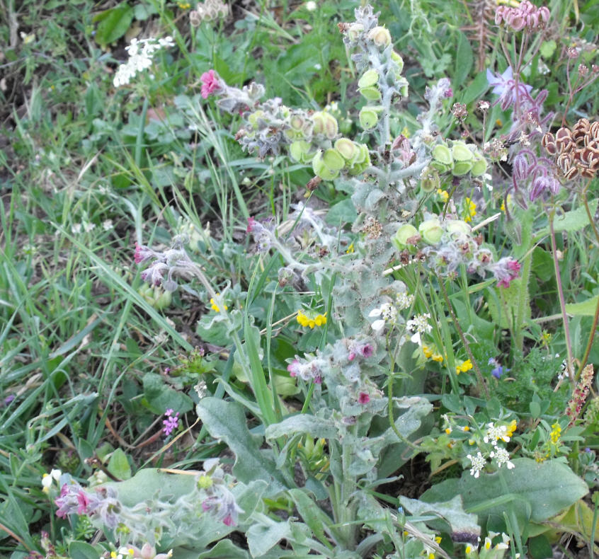 Cynoglossum cheirifolium